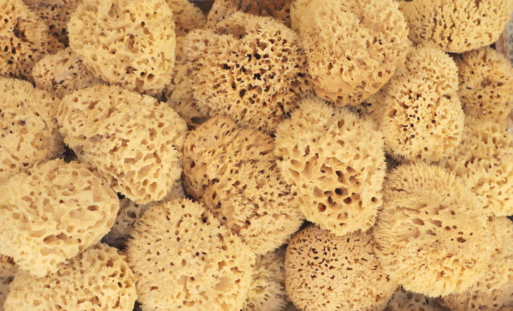 Bahamian Wool Sea Sponges