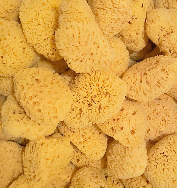 Yellow Sea Sponges