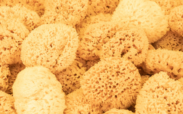 Caribbean Grass Sea Sponges