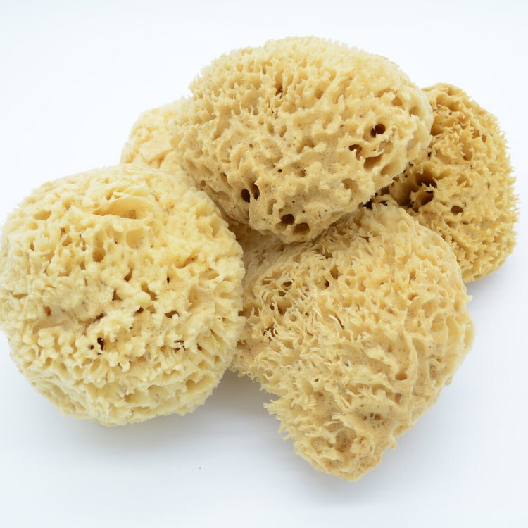All Sponges