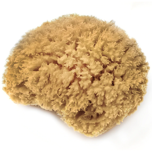 Sea Sponge - Bahamian Wool (LRG)