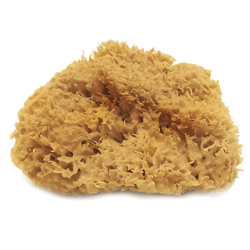 Sea Sponge - Bahamian Wool (MED)