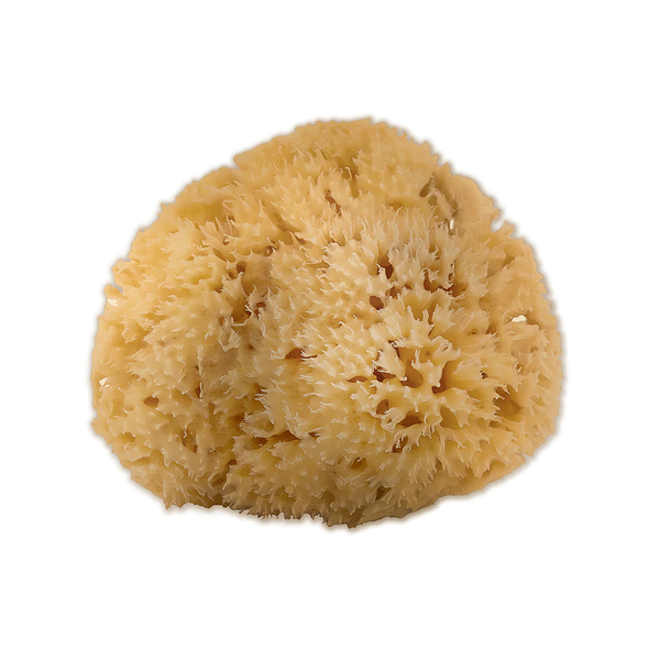 Sea Sponge - Bahamian Wool (SML)