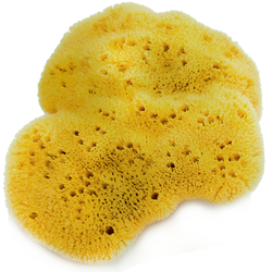 Sea Sponge - Caribbean Grass (LRG)