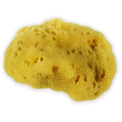 Sea Sponge - Caribbean Grass (MED)