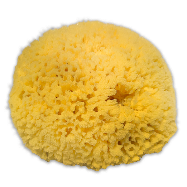 Sea Sponge - Yellow (LRG) - Sponge Spirit