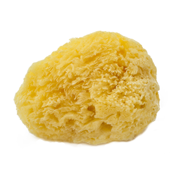 Sea Sponge - Yellow (MED) - Sponge Spirit