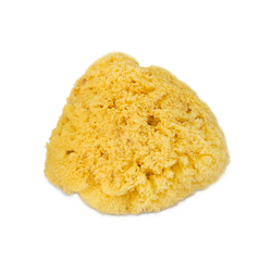 Sea Sponge - Yellow (SML) - Sponge Spirit